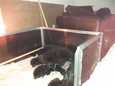 alles te vreden oma lissie kijkt toe