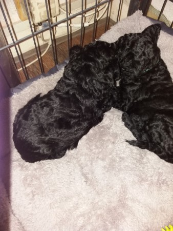 zwarte teef en reu groen