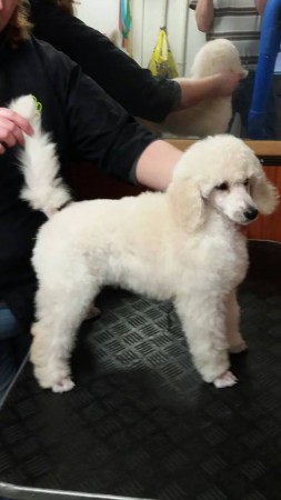 mooi meisje daimond 10 weken